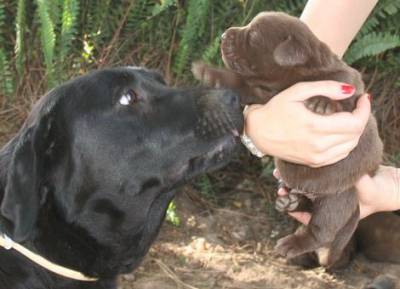 Cachorros Retriever