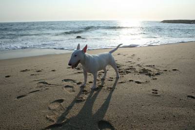 Bull Terrier Miniatura