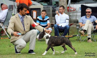 Bull Terrier Miniatura