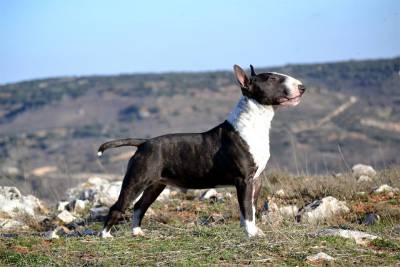 Bull Terrier Miniatura