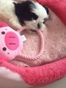 shihtzu femeas pmini pentrtega