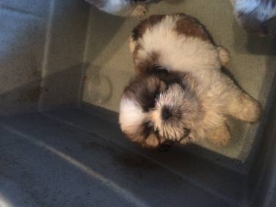 shihtzu femeas pmini pentrtega