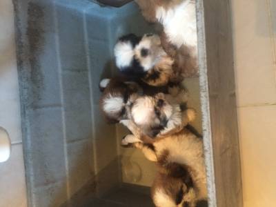 shihtzu femeas pmini pentrtega