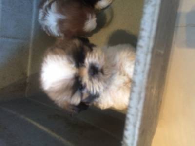 shihtzu femeas pmini pentrtega