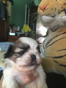 shihtzu femeas pmini pentrtega