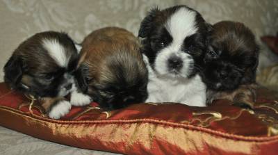 Filhotes de Shih tzu machos com pedigree