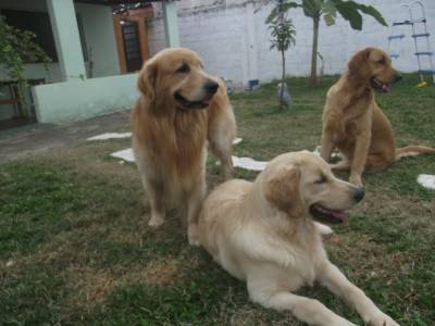 Filhote de Golden Retriever