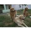 Golden Retriever Filhote de Golden Retriever