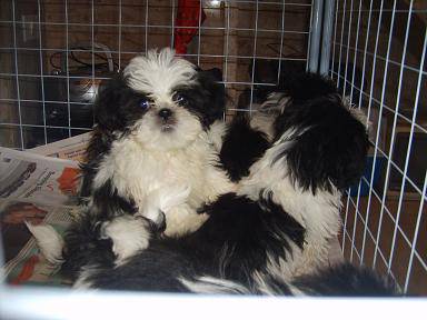 shihtzu femeas pandinhas pentrega