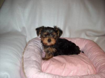 Yorkshire Terrier