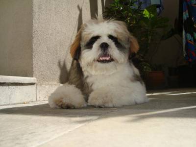 LINDAS FEMINHAS DE SHIHTZU PENTREGA