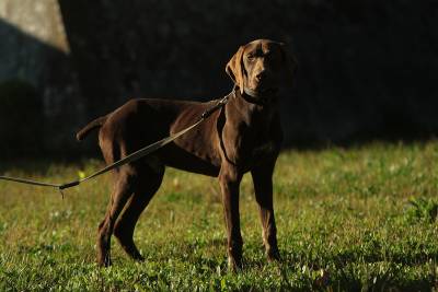 Vendo braco alemao macho castanho Unicolor com lop Vendo braco alemao macho castanho Unicolor com lop