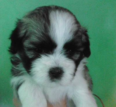 Filhotes de Lhasa Apso Filhotes de Lhasa Apso