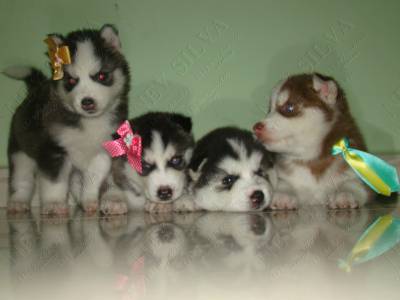 filhotes de husky em varias cores