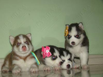 filhotes de husky em varias cores