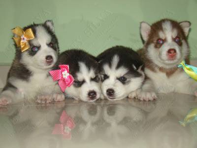 filhotes de husky em varias cores