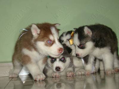 filhotes de husky em varias cores