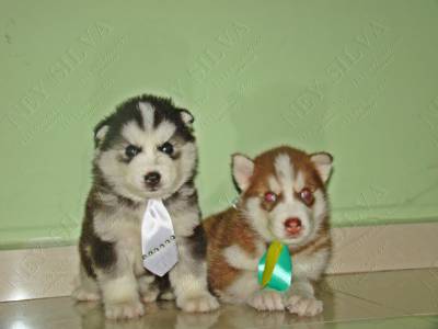 filhotes de husky em varias cores