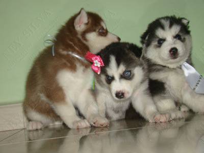 filhotes de husky em varias cores