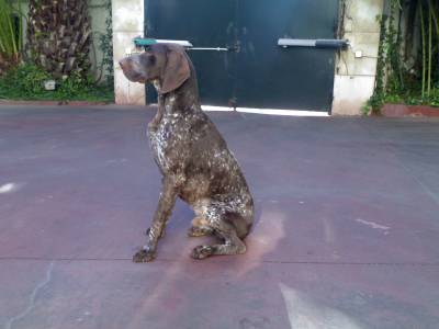 Braco alemo com LOP para montas