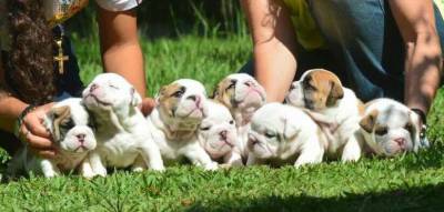 Filhotes de Bulldog Ingls com excelente pedigree