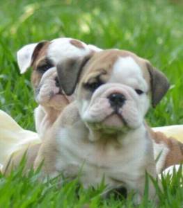 Filhotes de Bulldog Ingls com excelente pedigree