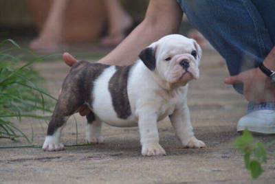 Filhotes de Bulldog Ingls com excelente pedigree