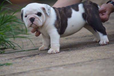 Filhotes de Bulldog Ingls com excelente pedigree