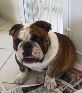 Filhotes de Bulldog Ingls com excelente pedigree