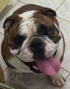 Filhotes de Bulldog Ingls com excelente pedigree