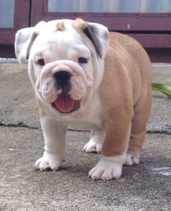 Filhotes de Bulldog Ingls com excelente pedigree