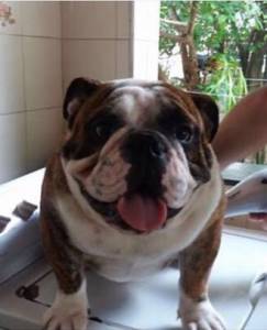 Filhotes de Bulldog Ingls com excelente pedigree