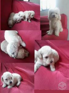 Filhotes de Poodle Micro Toy Brancos ou Caramelos