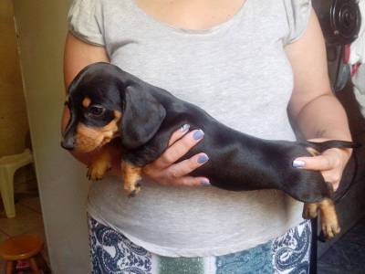 Filhotes de Cofap Teckel Dachshund