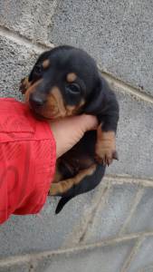 Filhotes de Cofap Teckel Dachshund