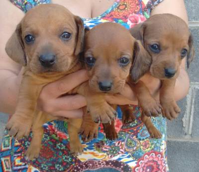 Filhotes de Cofap Teckel Dachshund