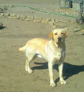 Retriever do Labrador - Ninhada