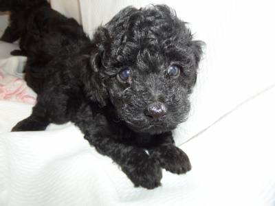 POODLE RED VERMELHO