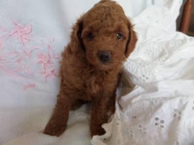 POODLE RED VERMELHO