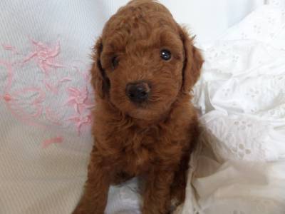 POODLE RED VERMELHO