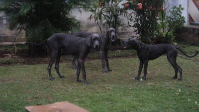 Lindo Dogue Alemo Azul