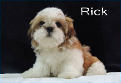 Lindos filhotes de Shih Tzu