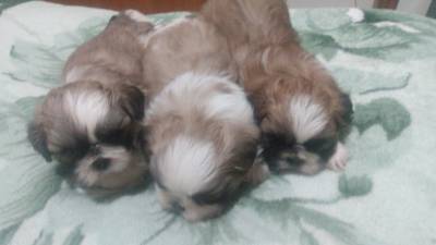 Lindos filhotes de Shih-Tzu 