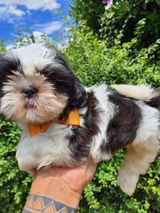 Lindos filhotes de Shih-Tzu 