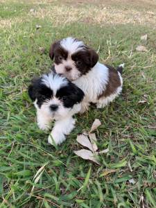 Lindos filhotes de Shih-Tzu 