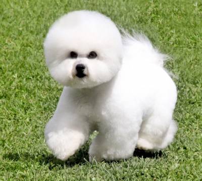 Filhotes de Bichon Fris