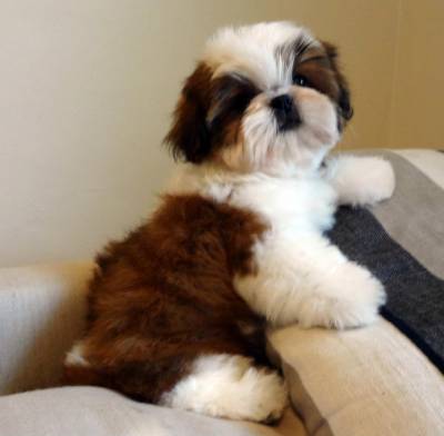 Filhotes de Shih Tzu