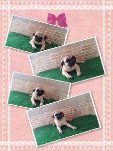 Pug Fmeas