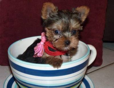 YORKSHIRE TERRIER 