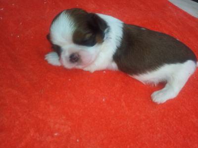 shihtzu pra reserva